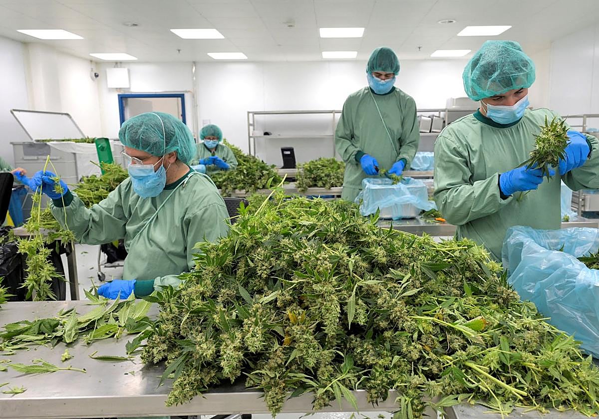 Trabajadores de una empresa que produce cannabis medicinal, en Alemania