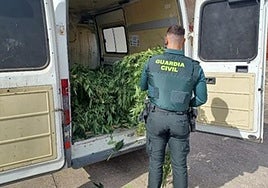 Plantas de marihuana intervenidas por la Guardia Civil.
