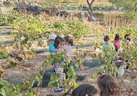 Los más pequeños, entre los viñedos.