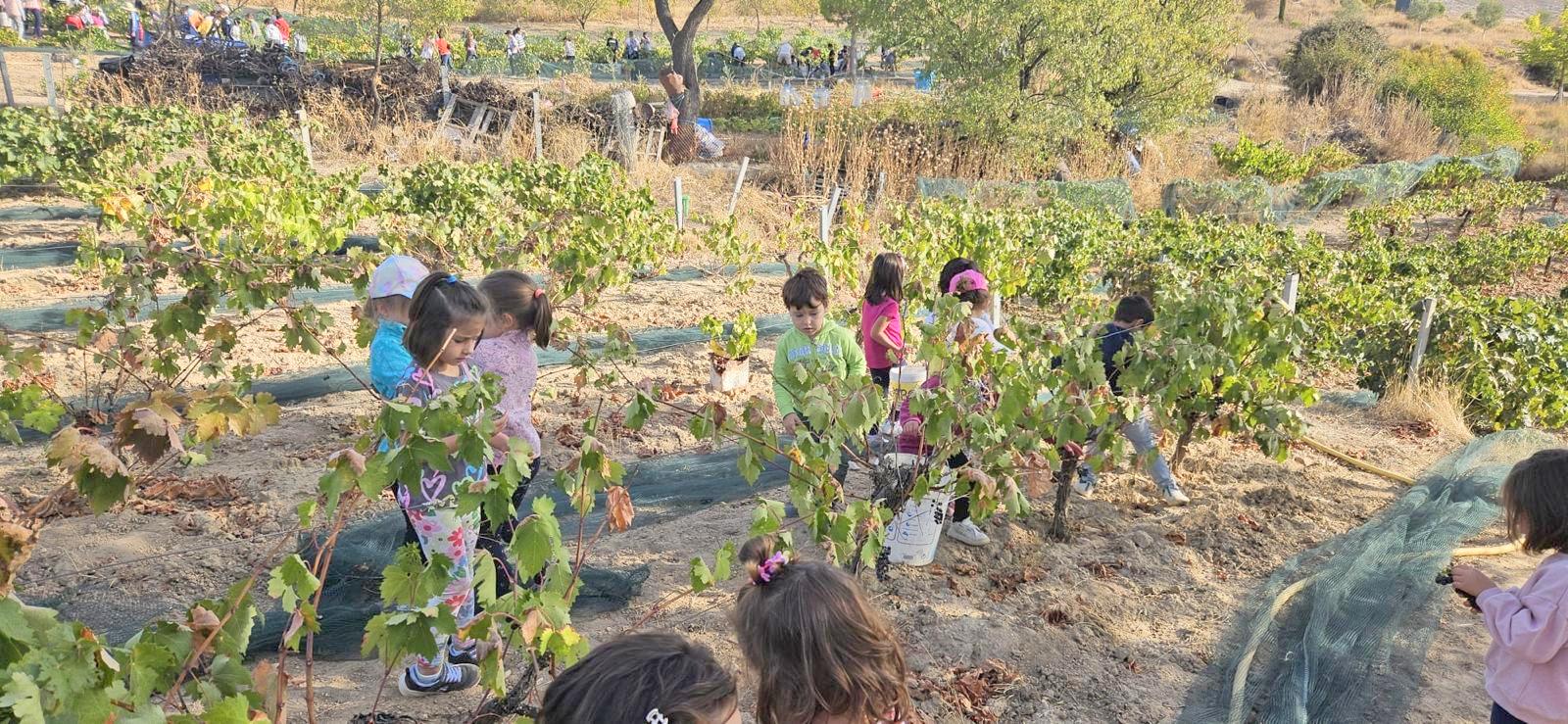 Alumnos de Baltanás celebran la Fiesta de la Vendimia
