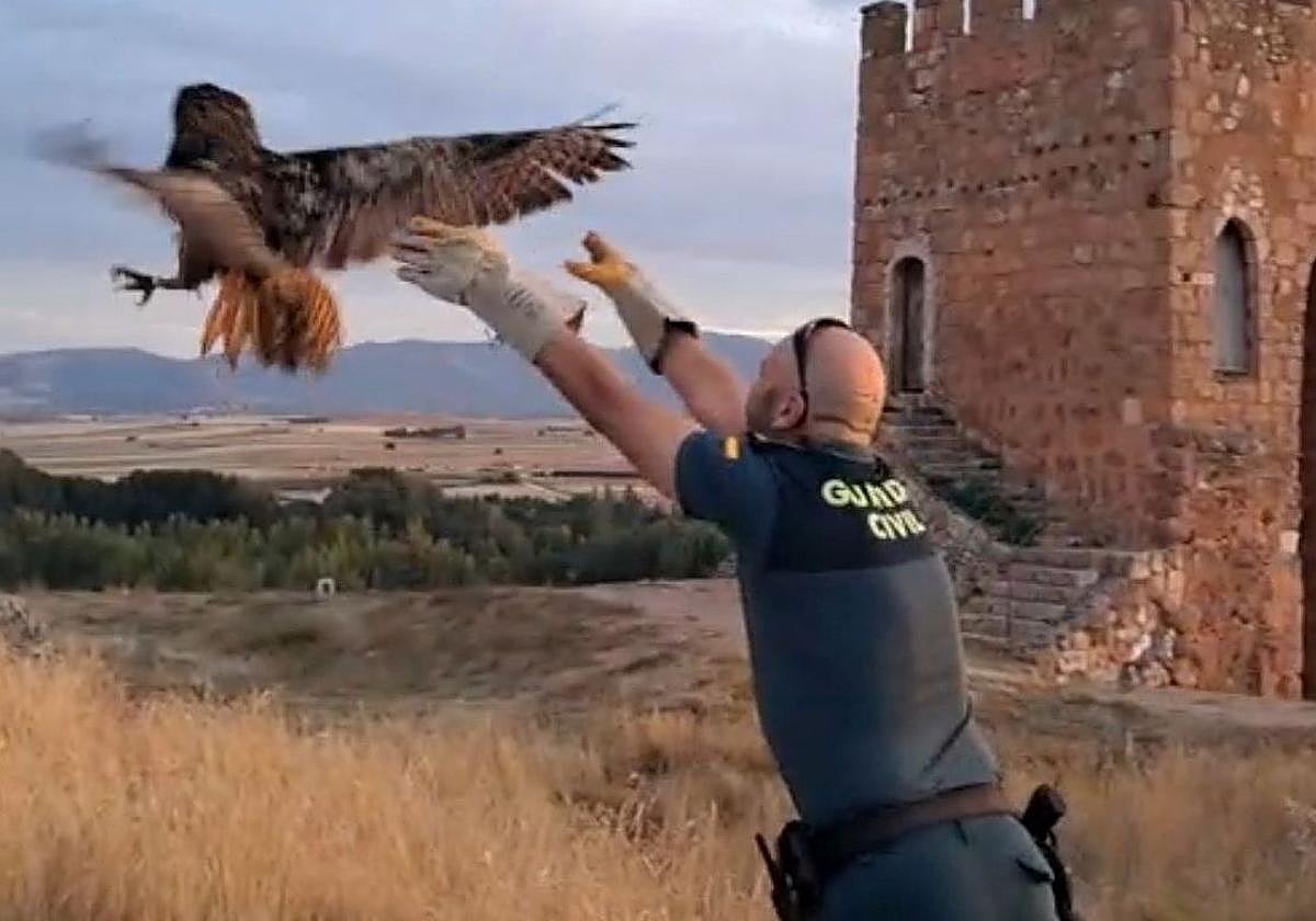 Un agente del Seprona suelta el búho real en las cercanías del castillo de Ayllón.