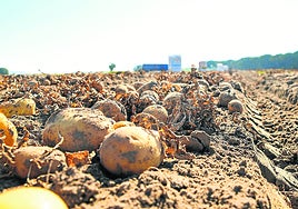 Recogida de patata en una parcela de la región.