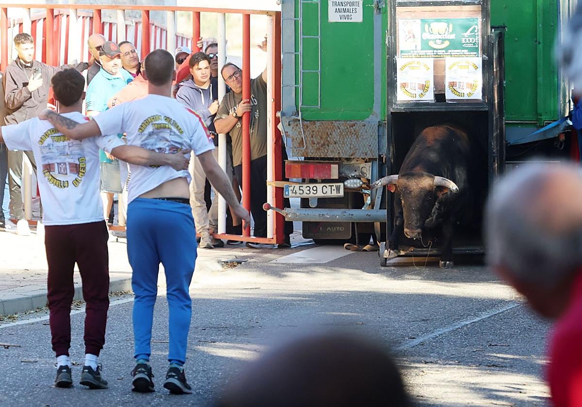 El toro, en el momento de su salida del cajón.