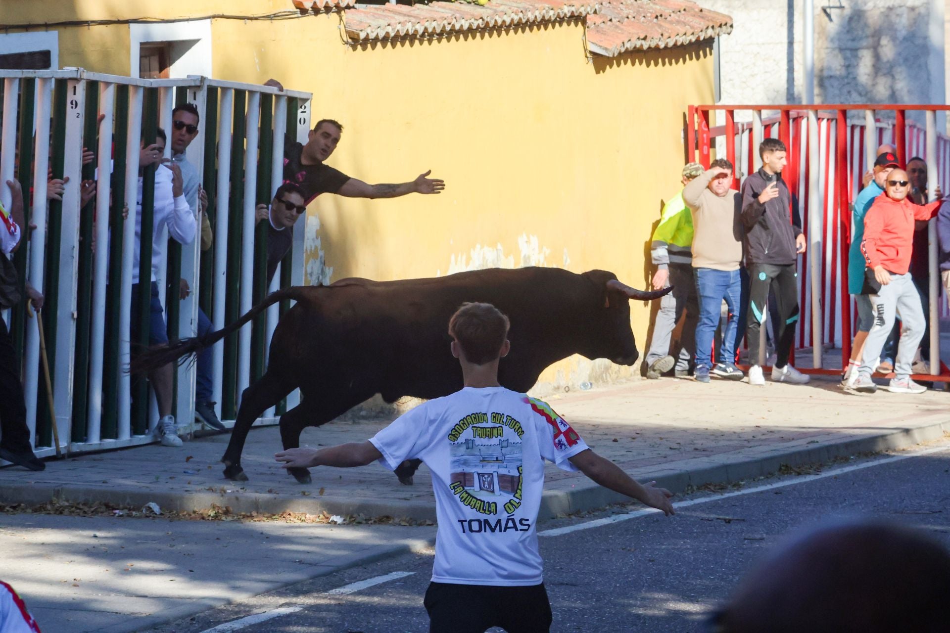 Las imágenes de la suelta del toro de cajón en Olmedo