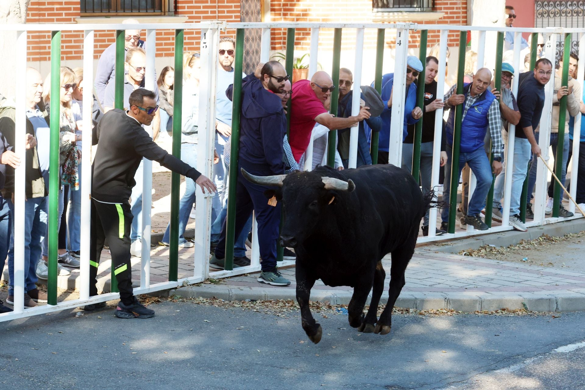 Las imágenes de la suelta del toro de cajón en Olmedo