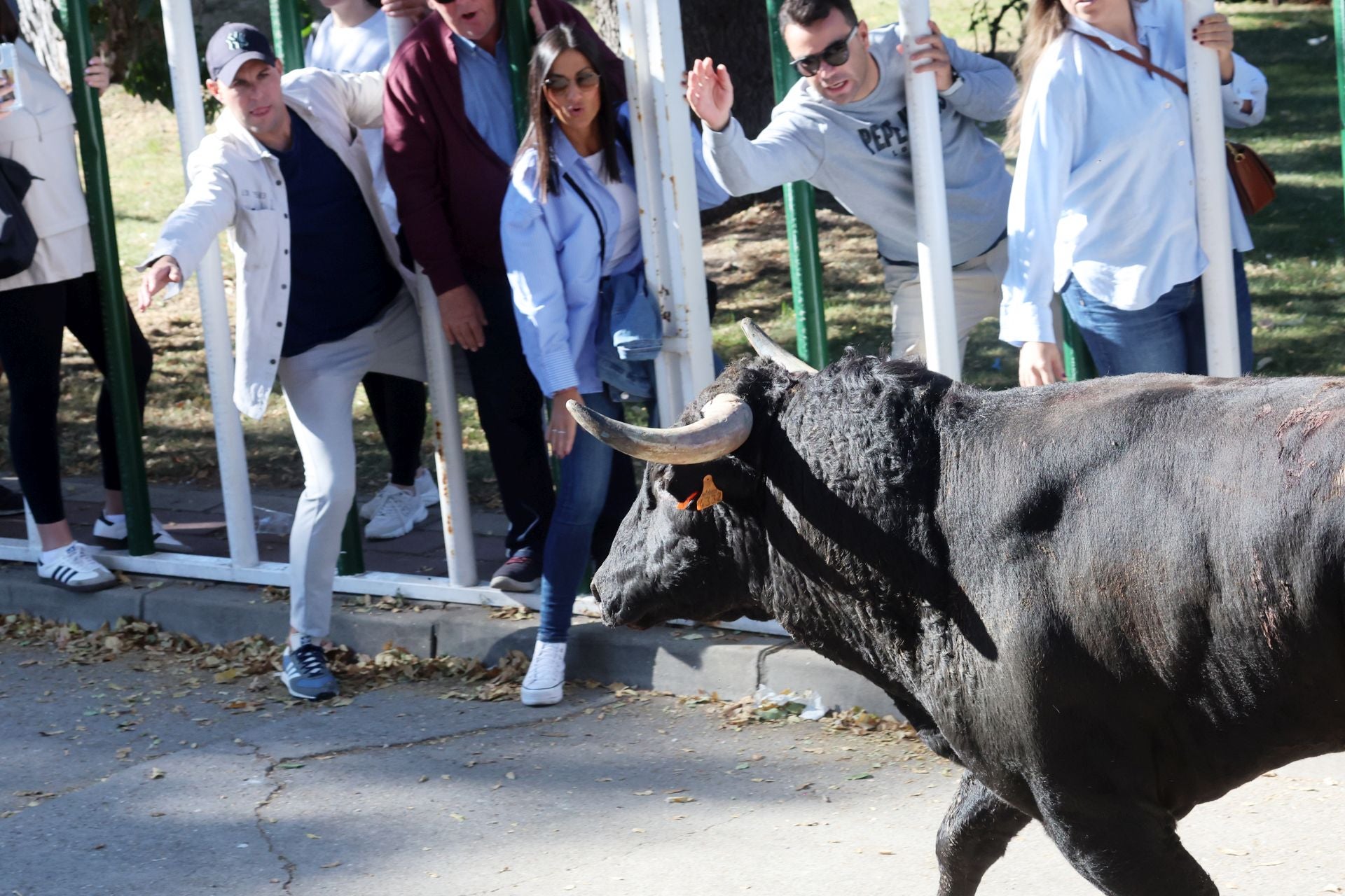 Las imágenes de la suelta del toro de cajón en Olmedo