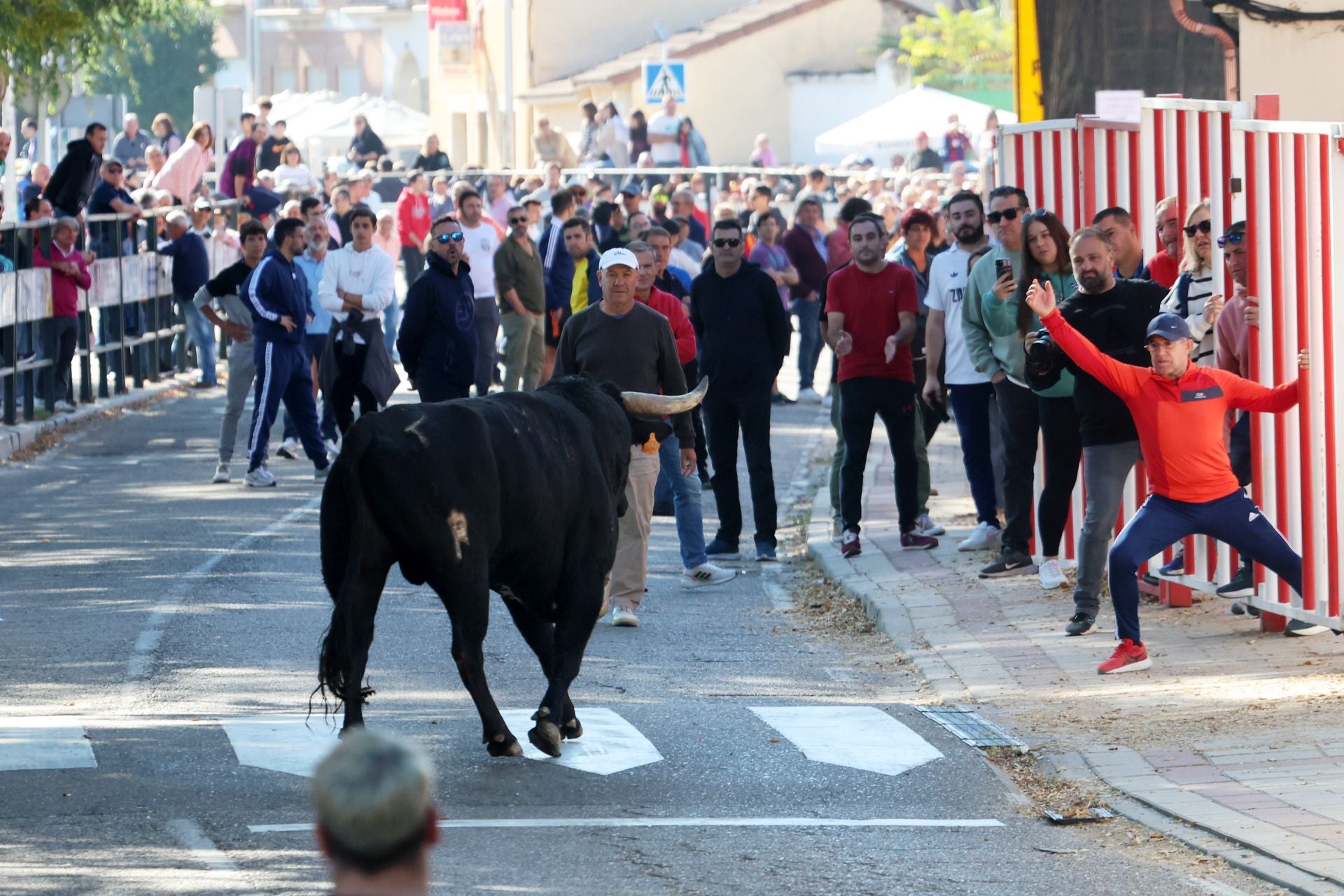 Las imágenes de la suelta del toro de cajón en Olmedo