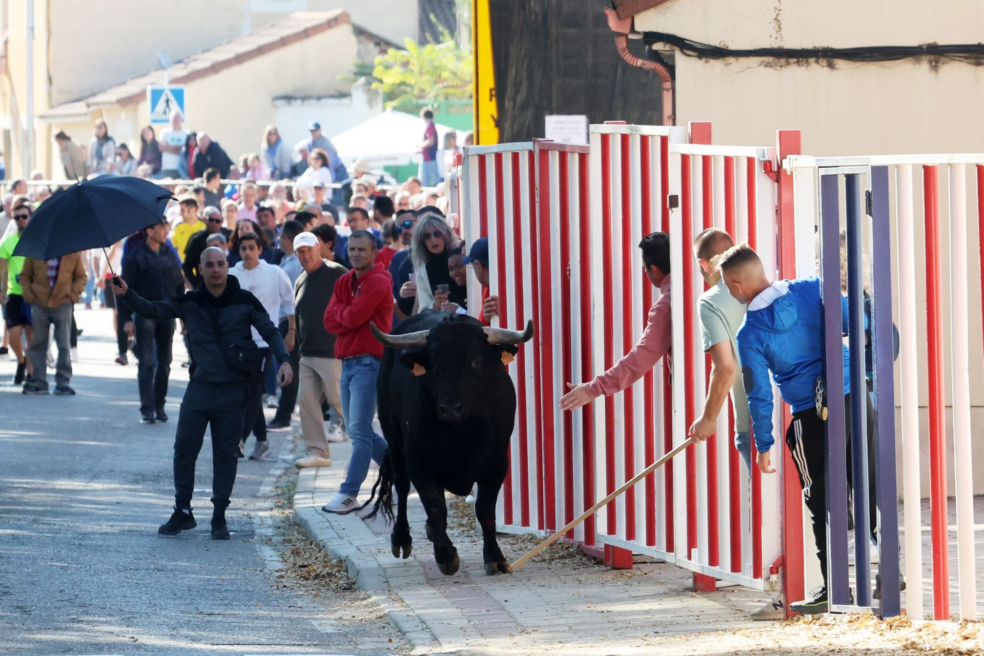 Las imágenes de la suelta del toro de cajón en Olmedo