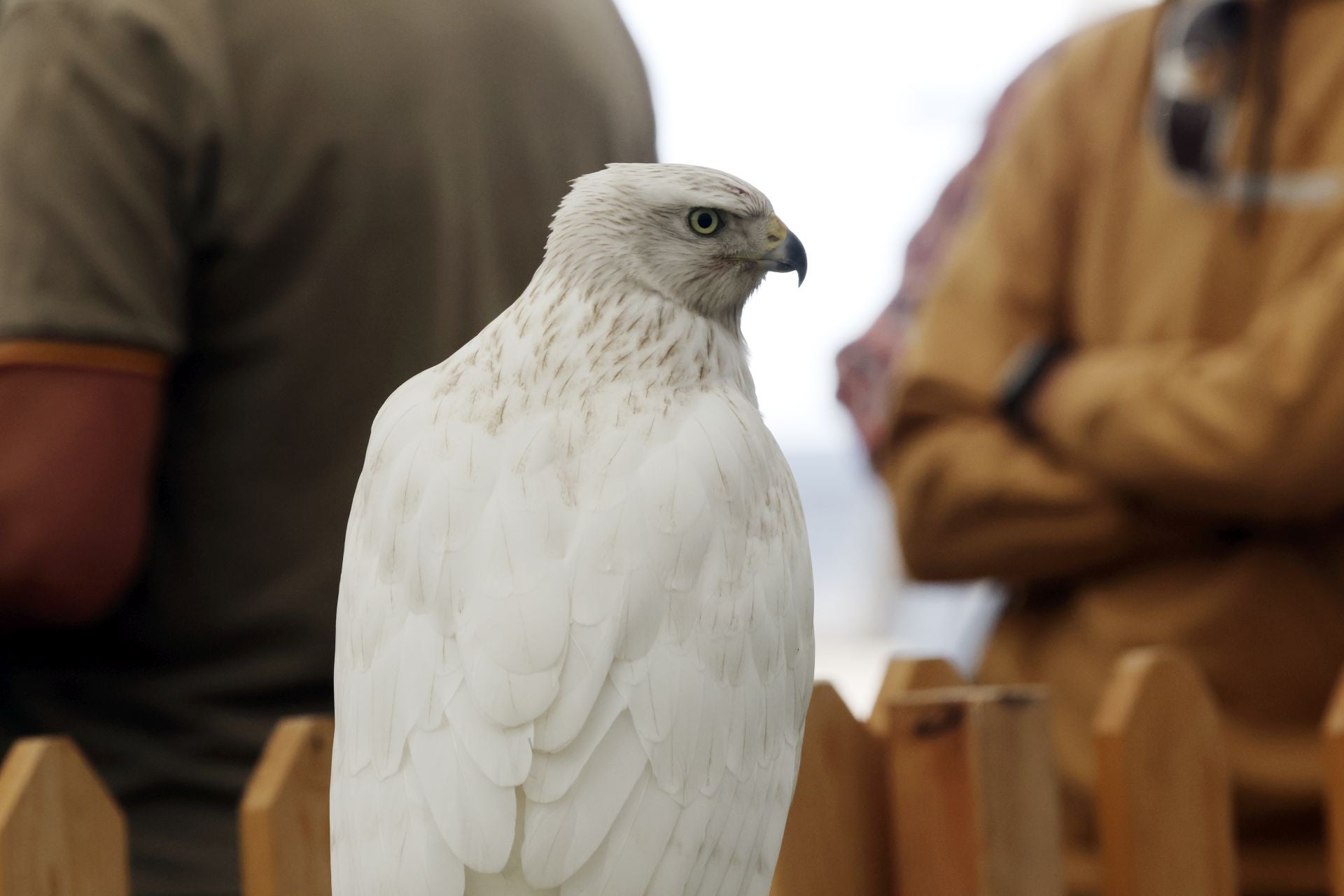 Las imágenes del I Encuentro Internacional de Cetrería en Nava del Rey