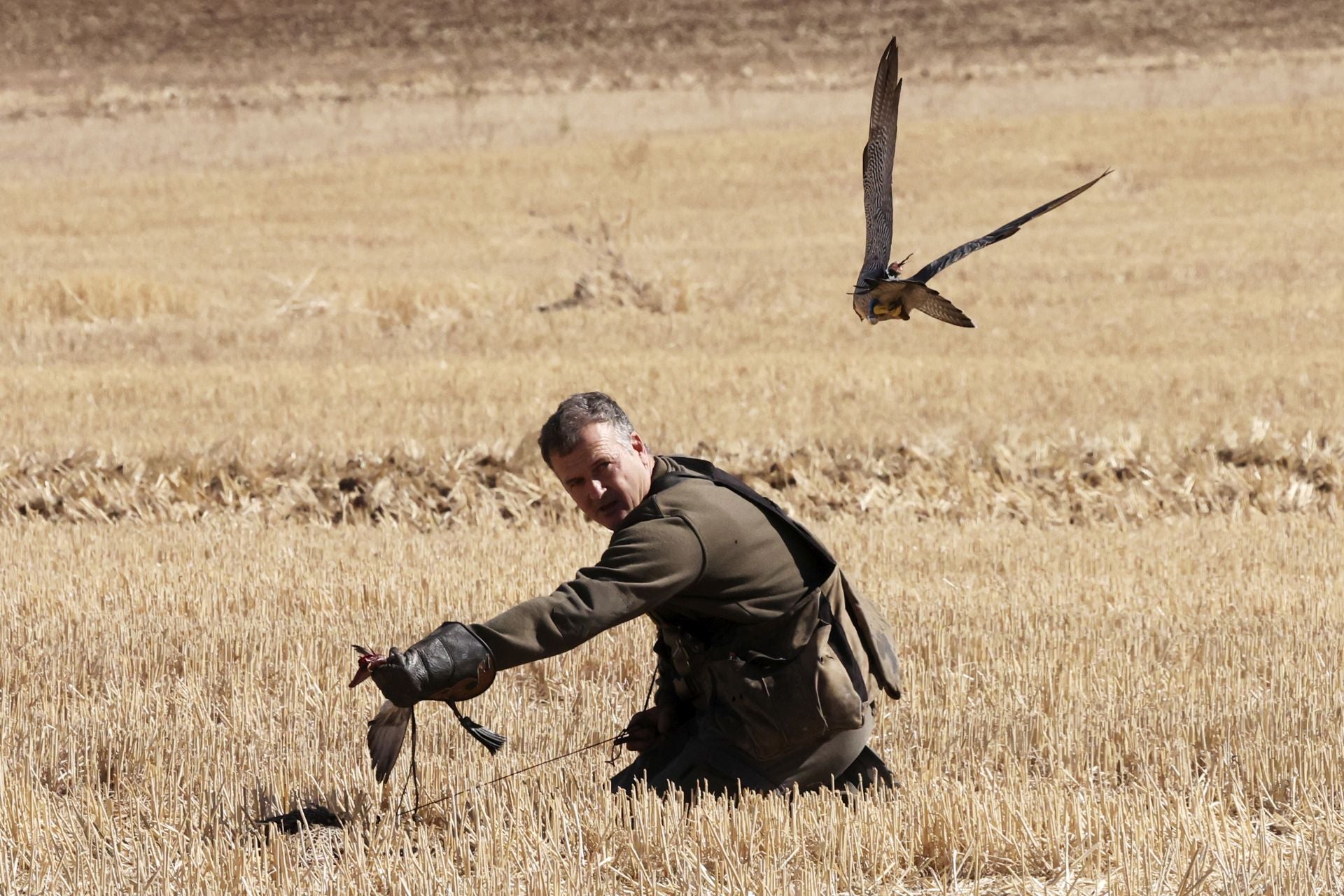 Las imágenes del I Encuentro Internacional de Cetrería en Nava del Rey