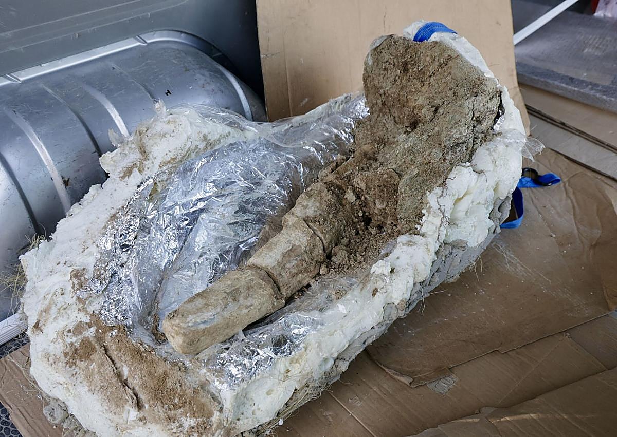 Imagen secundaria 1 - Extracción y parte de los restos del mastodonte.