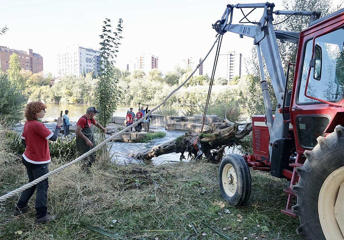 La limpieza de las antiguas aceñas del Puente Mayor, en imágenes
