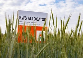 KWS Allocator es el único centeno híbrido de primavera en el mercado.
