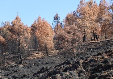 Los ganaderos afectados por los incendios ya pueden solicitar las ayudas de la Junta: fechas y requisitos
