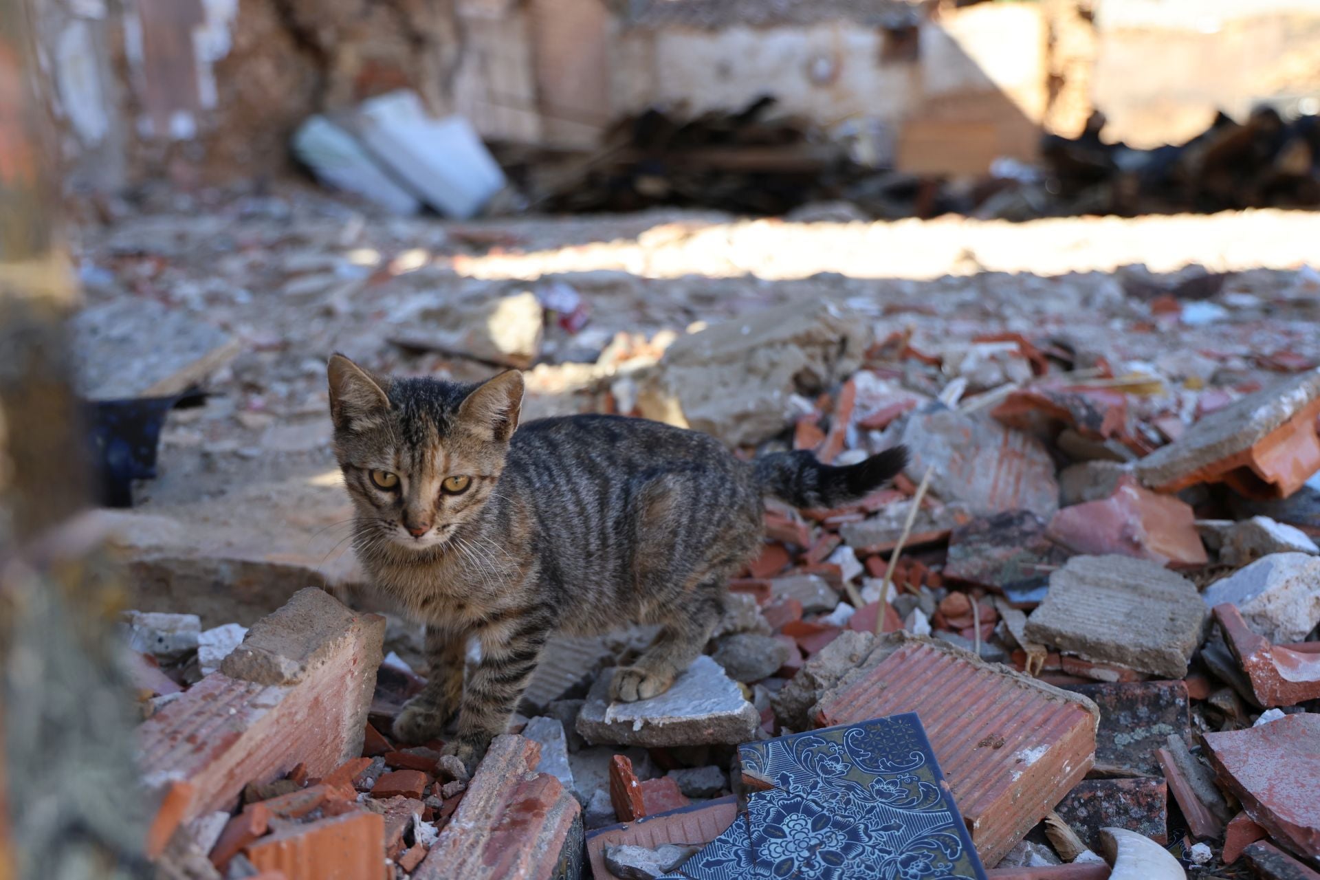 Las imágenes de la situación actual en Castrocalbón y Quintana y Congosto tras los incendios