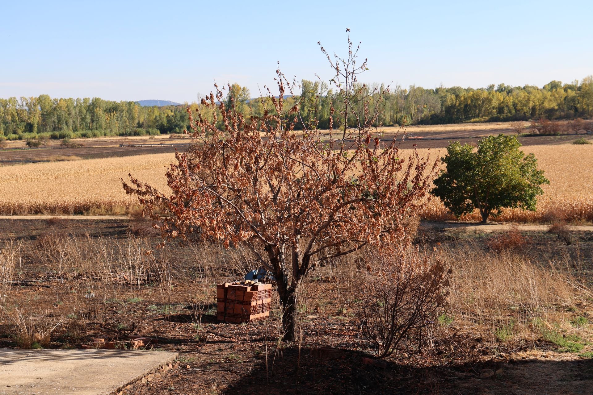 Las imágenes de la situación actual en Castrocalbón y Quintana y Congosto tras los incendios