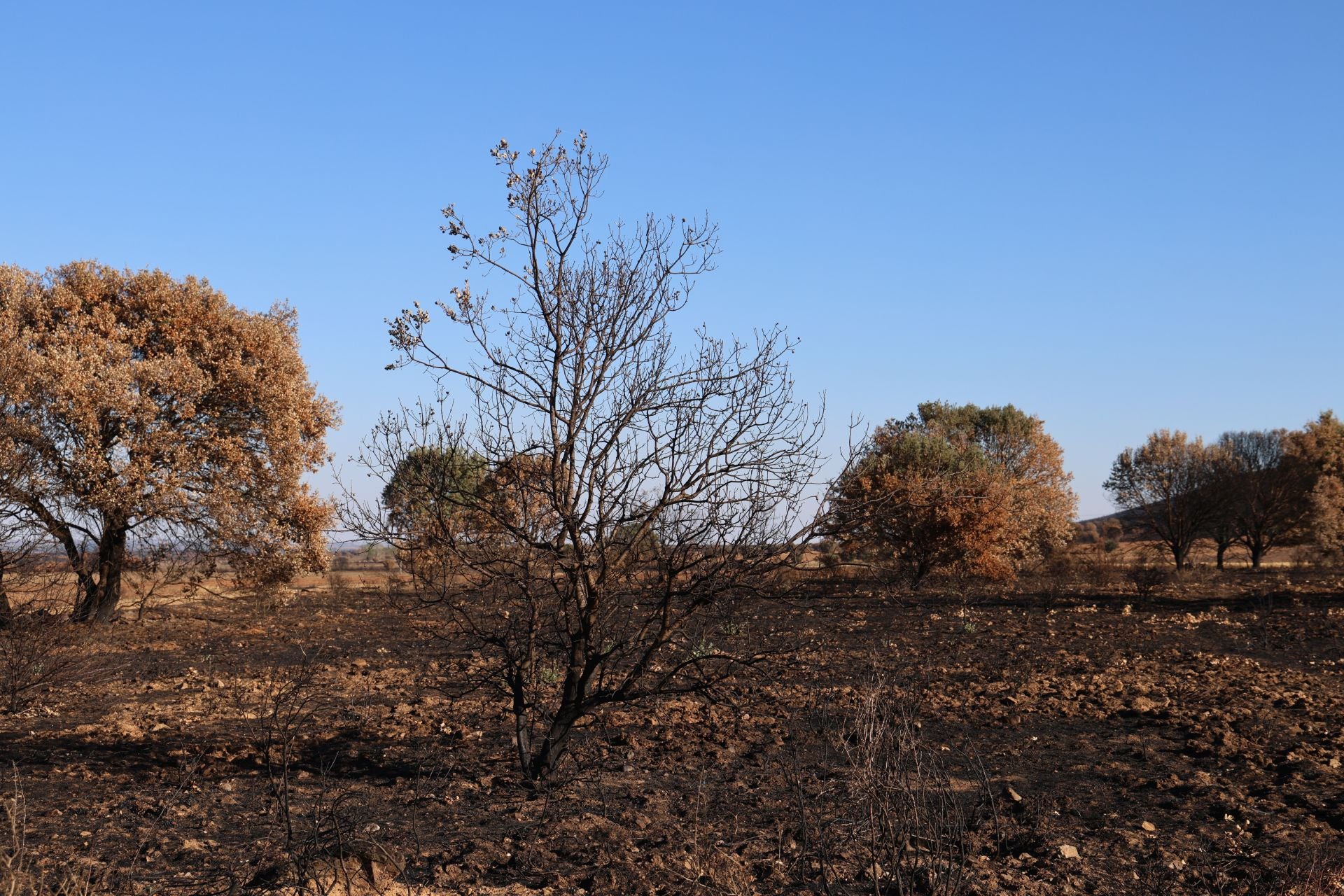 Las imágenes de la situación actual en Castrocalbón y Quintana y Congosto tras los incendios