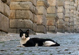 Un gato tumbado junto al Acueducto de Segovia.