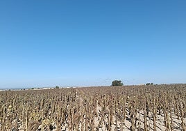 Un campo de girasol en la provincia de Burgos.