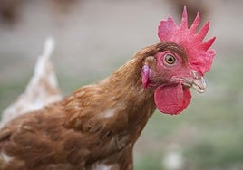 Los seis casos de gripe aviar en la zona de Olmedo afectan a 1,9 millones de gallinas