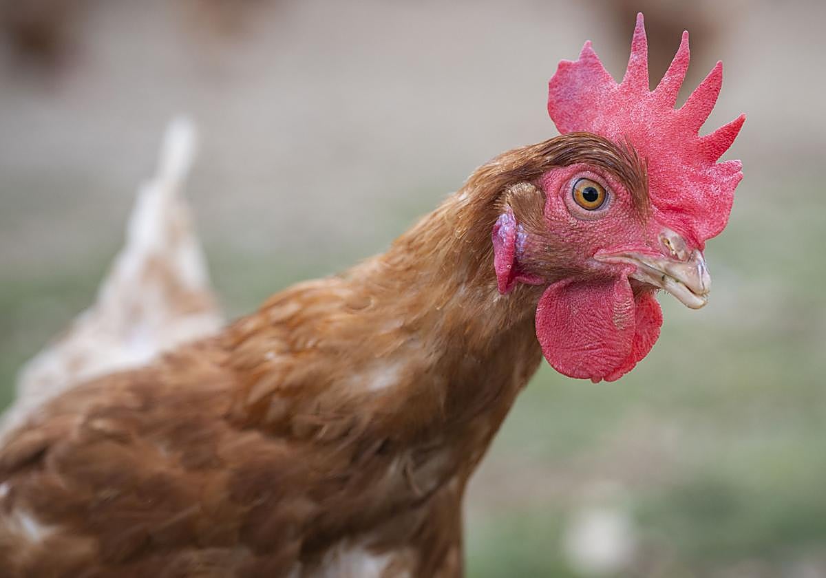 Los seis casos de gripe aviar en la zona de Olmedo afectan a 1,9 millones de gallinas