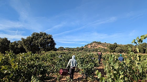 La vendimia concluye con 291 millones de kilos de uva de "calidad y en buen estado"