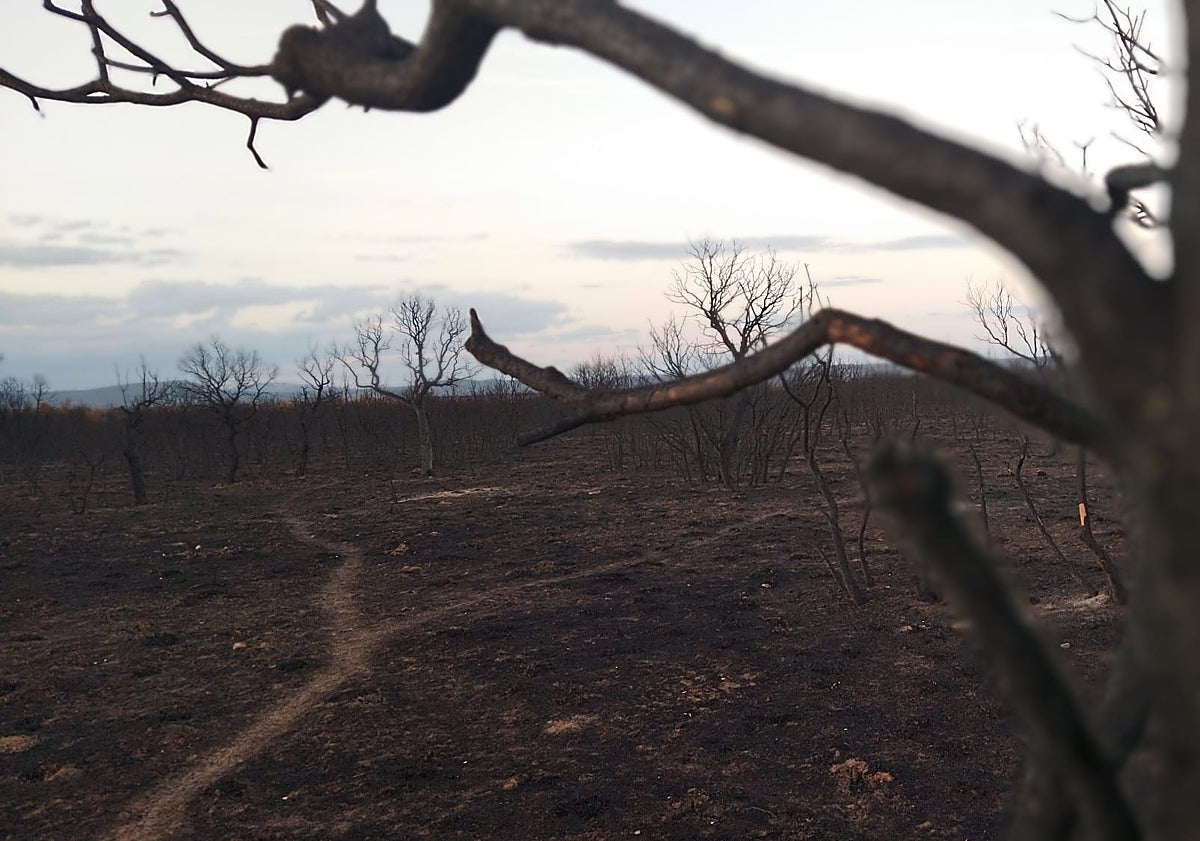 Imagen principal - En Molezuelas de la Carballeda, el fuego se quedó a 150 metros del pueblo.