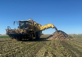 Labores derecogida de remolacha en la pasada campaña.