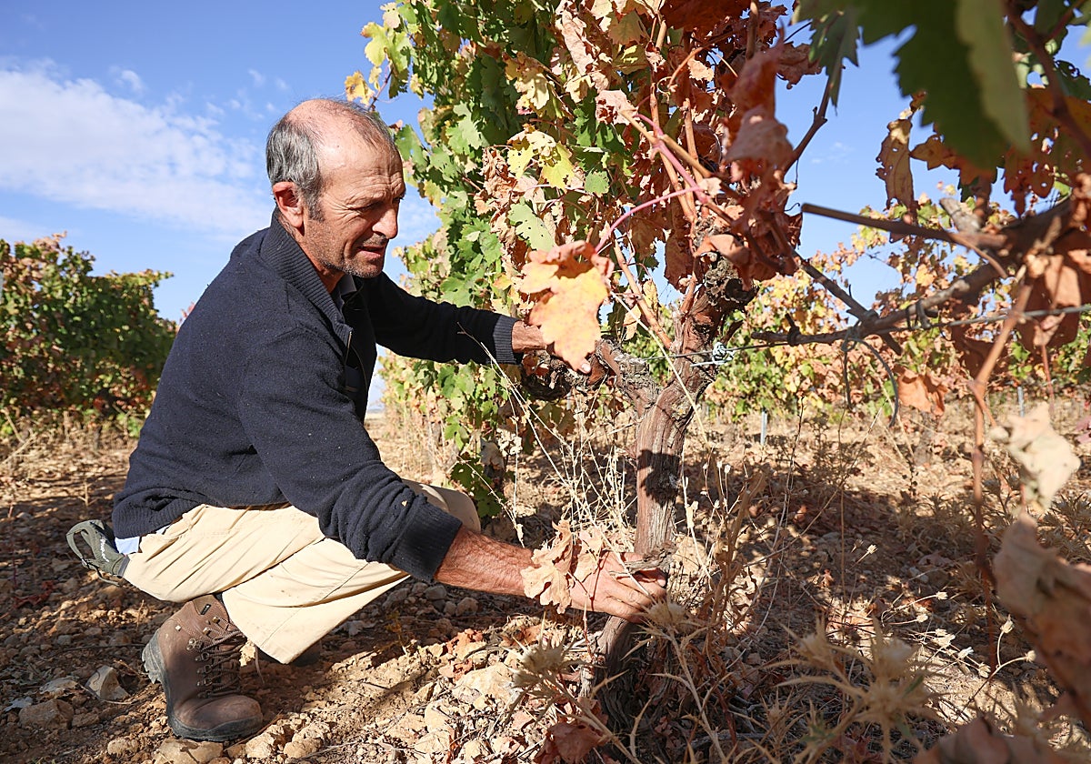 José María Rey en sus viñedos en ecológico en la localidad vallisoletana de Villafuerte de Esgueva.