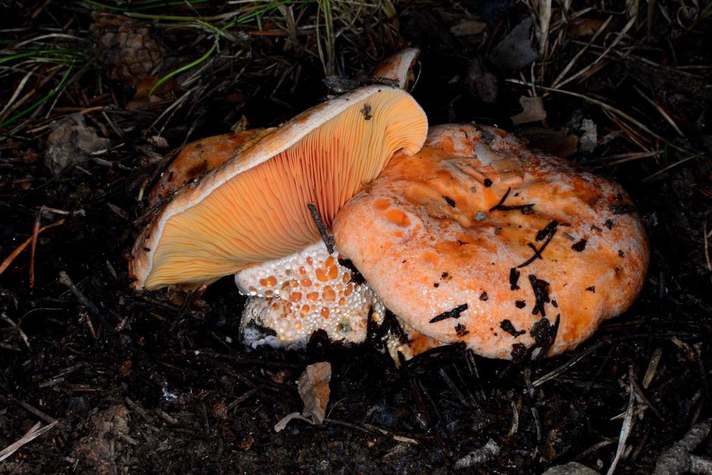 Bajón en la venta de permisos micológicos por la «desastrosa» temporada de setas en Valladolid