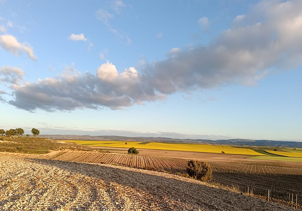 El campo reclama la investigación de nuevas variedades de semillas que planten cara al cambio climático