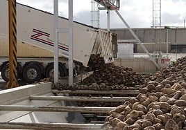 Recepción de remolacha en la fábrica de Acor en Olmedo.