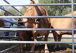 Ganado en una feria.