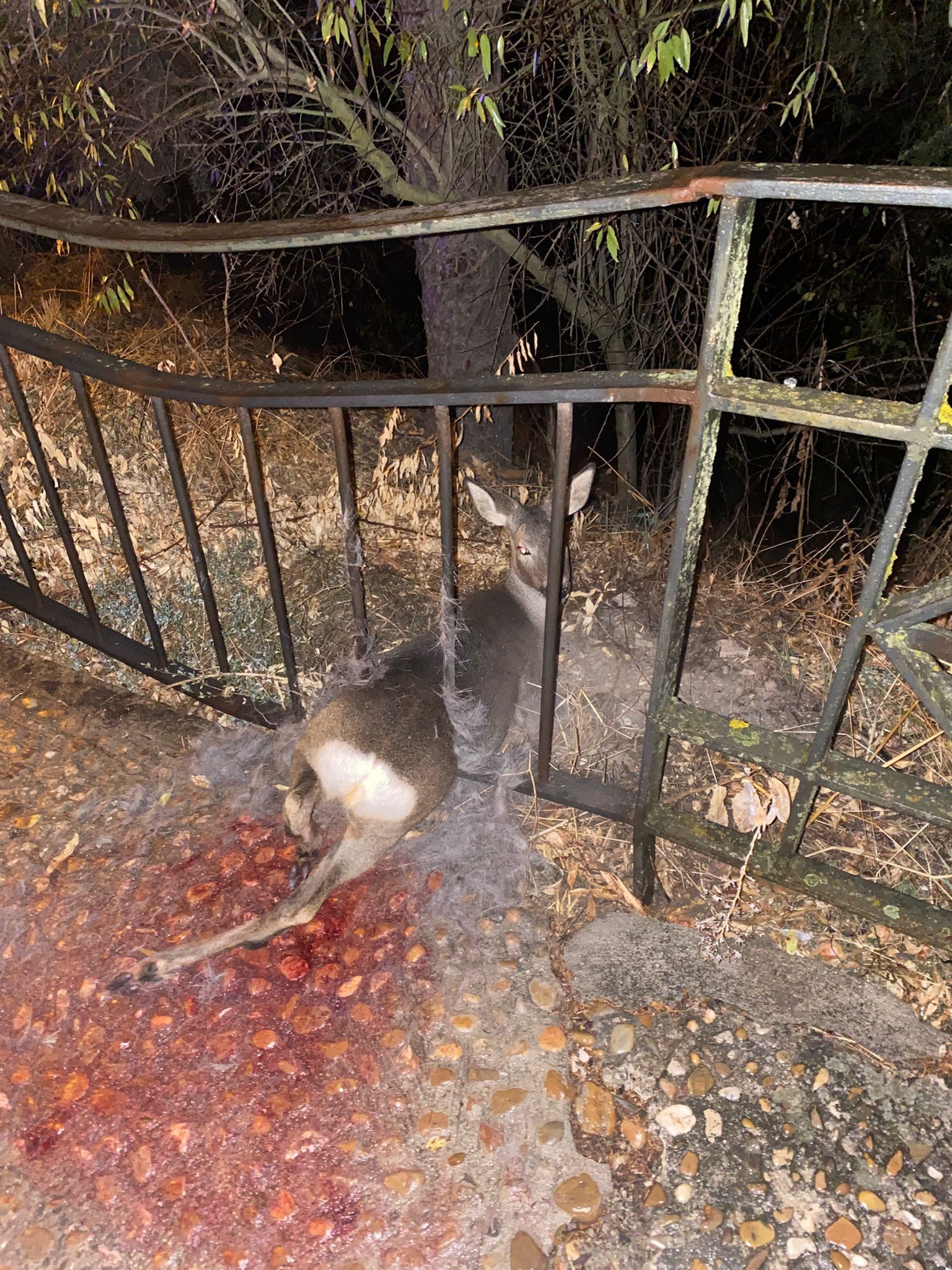 El corzo atrapado en la valla de la Cuesta de los Hoyos.