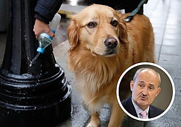 Valladolid pondrá coto a la suciedad de «45 millones» de meadas de perro al año