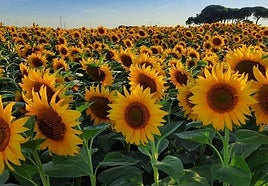 Parcela de girasol en pasadas campañas.