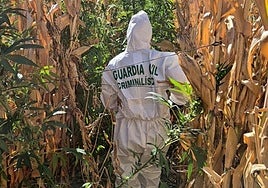 Un agente de Criminalística de la Guardia Civil accede a las plantaciones de marihuana.