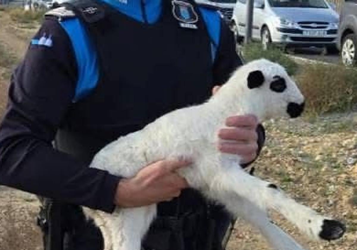 El agente con el cordero en brazos.