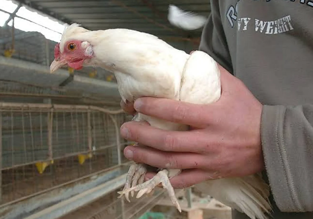 Un granjero coge una gallina en una explotación aviar.