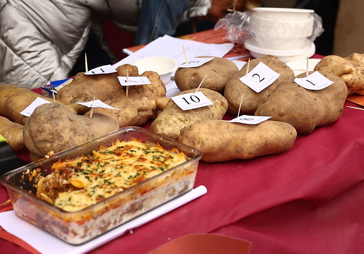 Ejemplares del tubérculo, participantes en el concurso de la patata más grande de la Feria de Herrera.
