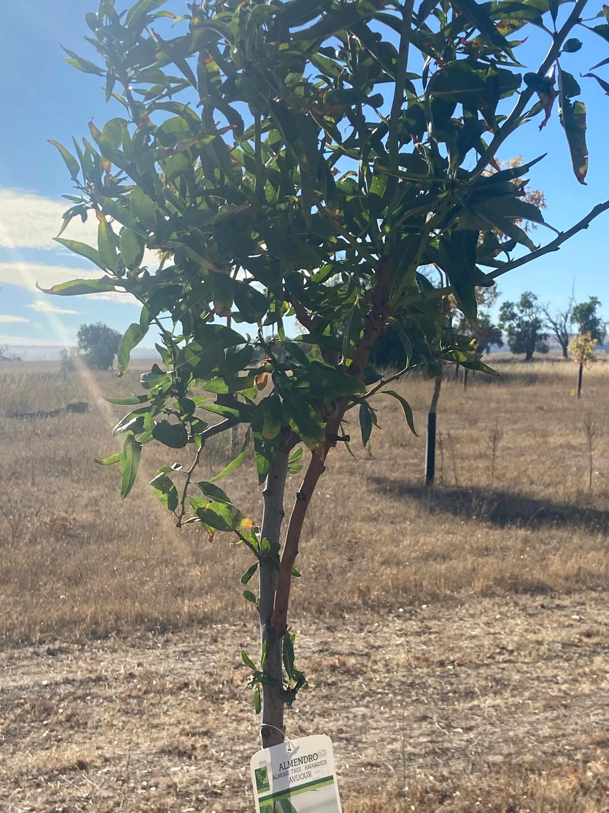 Plantación de Árboles en Baltanás