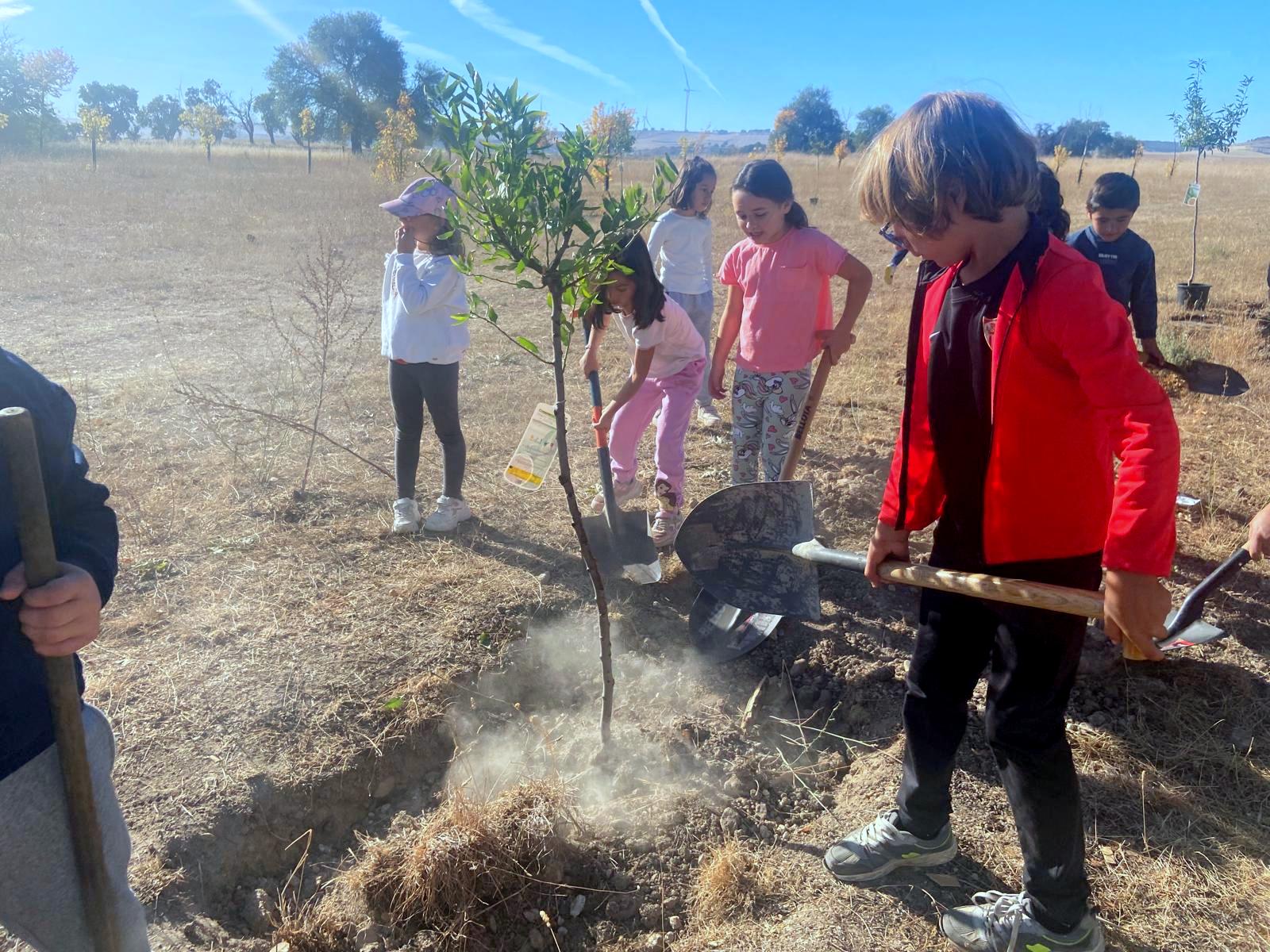 Plantación de Árboles en Baltanás