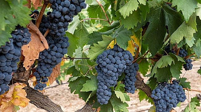 Majuelo es sinónimo de...