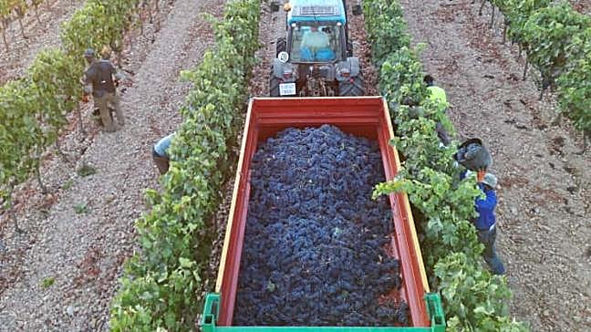 ¿Cómo se llaman los dos tipos de viñedo en función de su distribución en el campo?