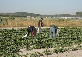 Temporeros trabajan en una plantación de la provincia.