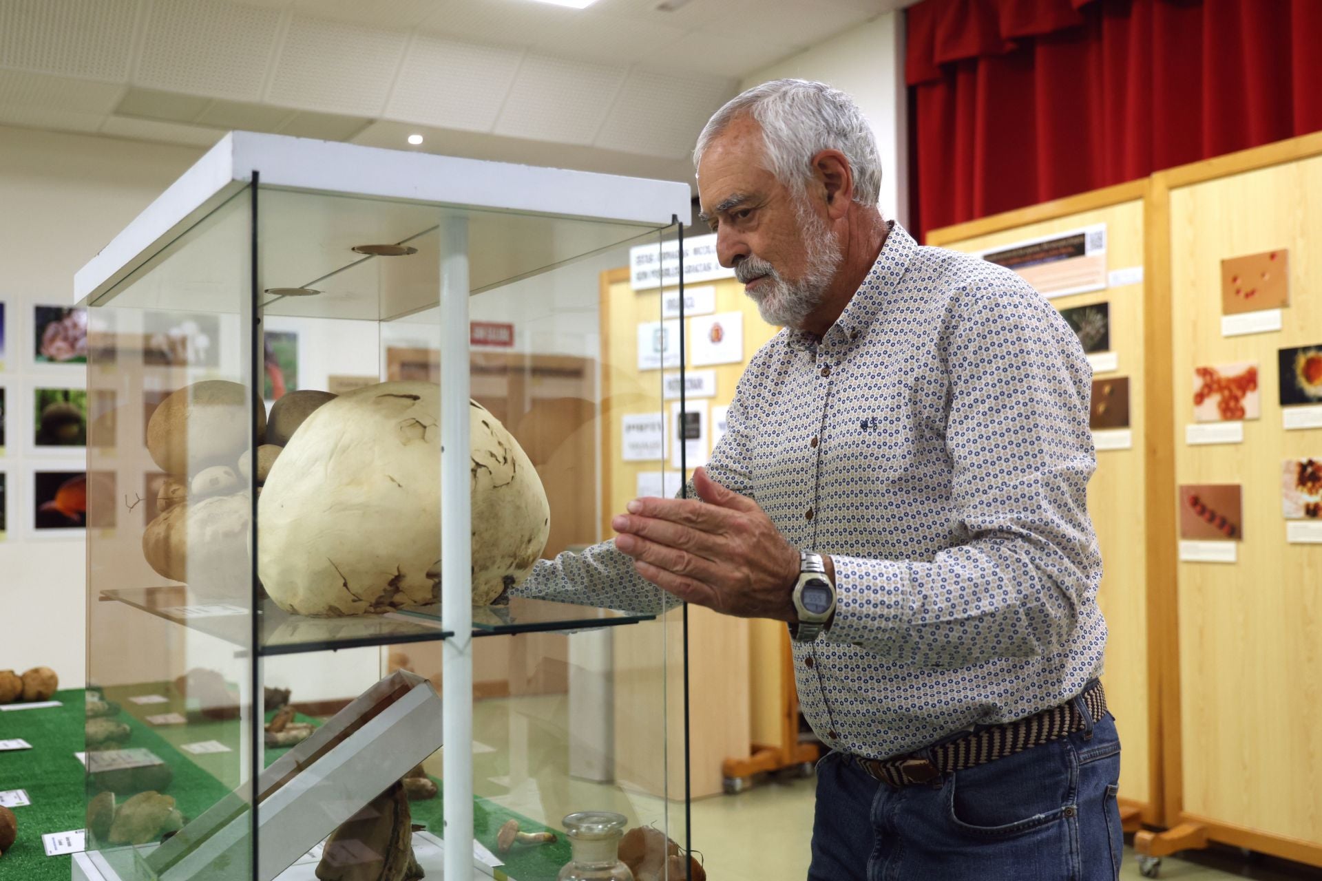 Las fotos de la muestra de setas y hongos de la Asociación Vallisoletana de Micología