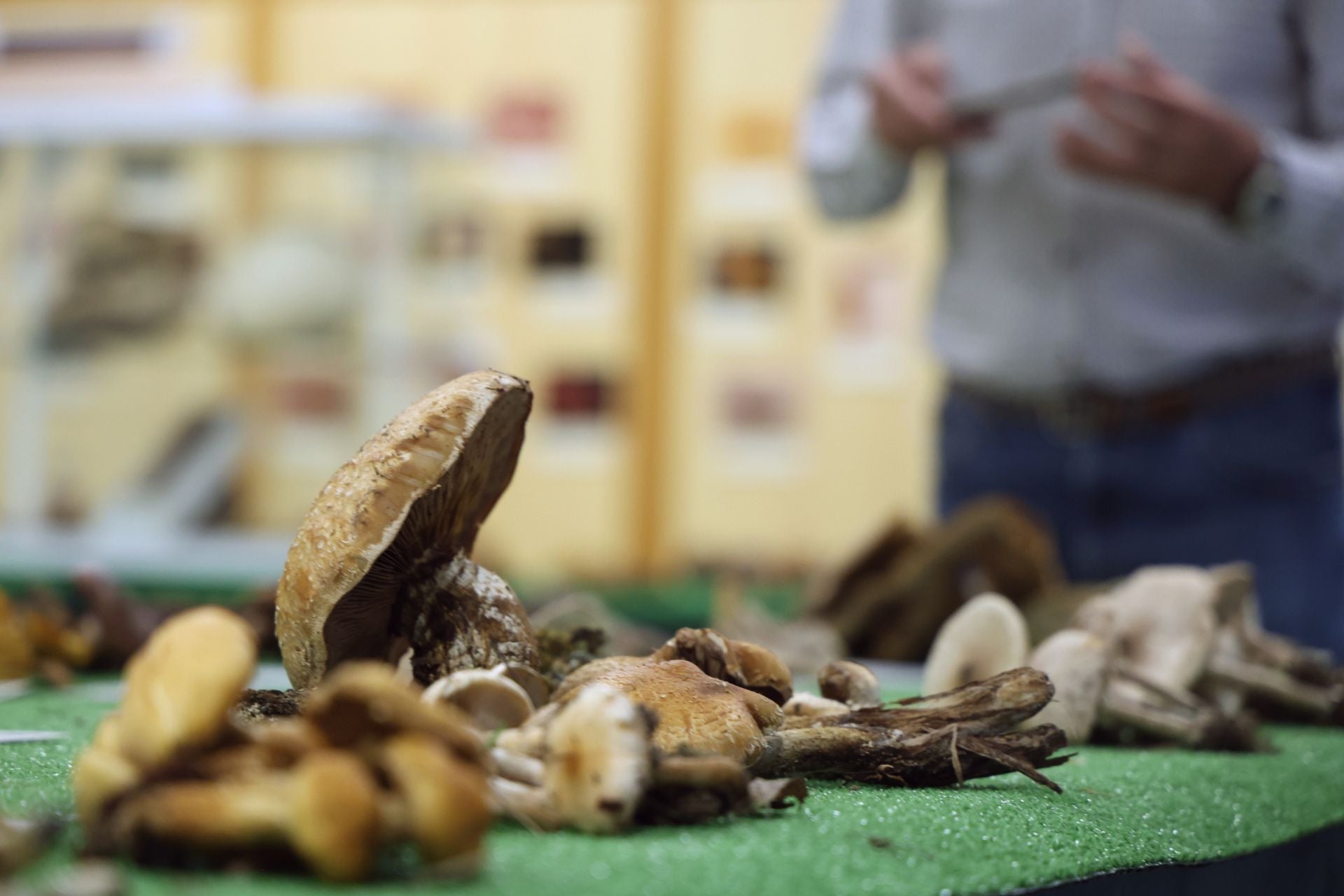 Las fotos de la muestra de setas y hongos de la Asociación Vallisoletana de Micología