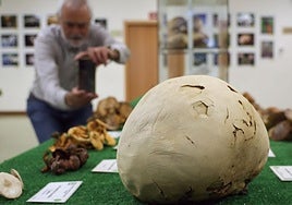 Las fotos de la muestra de setas y hongos de la Asociación Vallisoletana de Micología