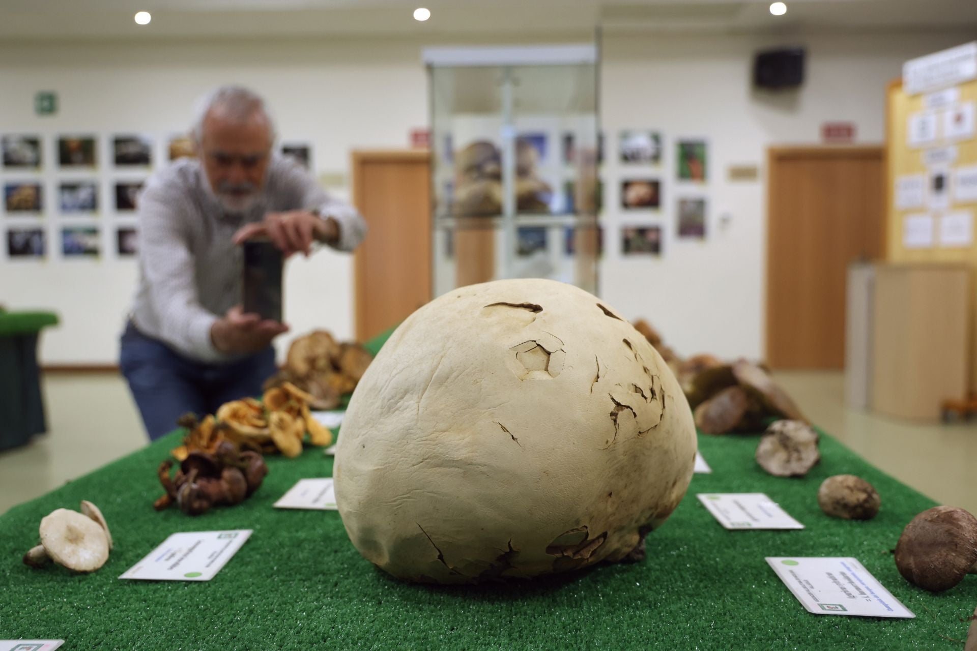 Las fotos de la muestra de setas y hongos de la Asociación Vallisoletana de Micología