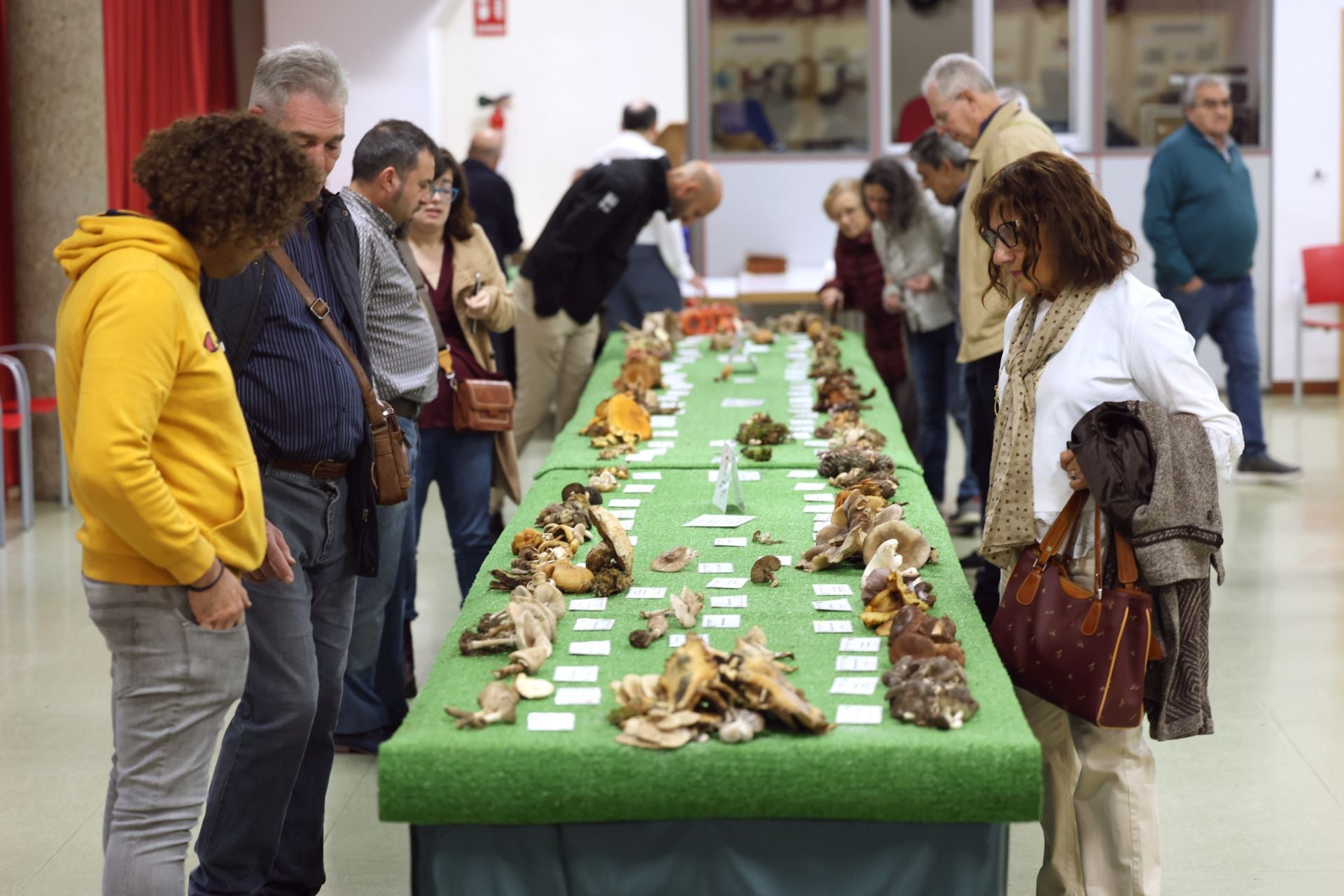 Las fotos de la muestra de setas y hongos de la Asociación Vallisoletana de Micología